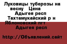 Луковицы туберозы на весну › Цена ­ 100 - Адыгея респ., Тахтамукайский р-н, Яблоновский пгт  »    . Адыгея респ.